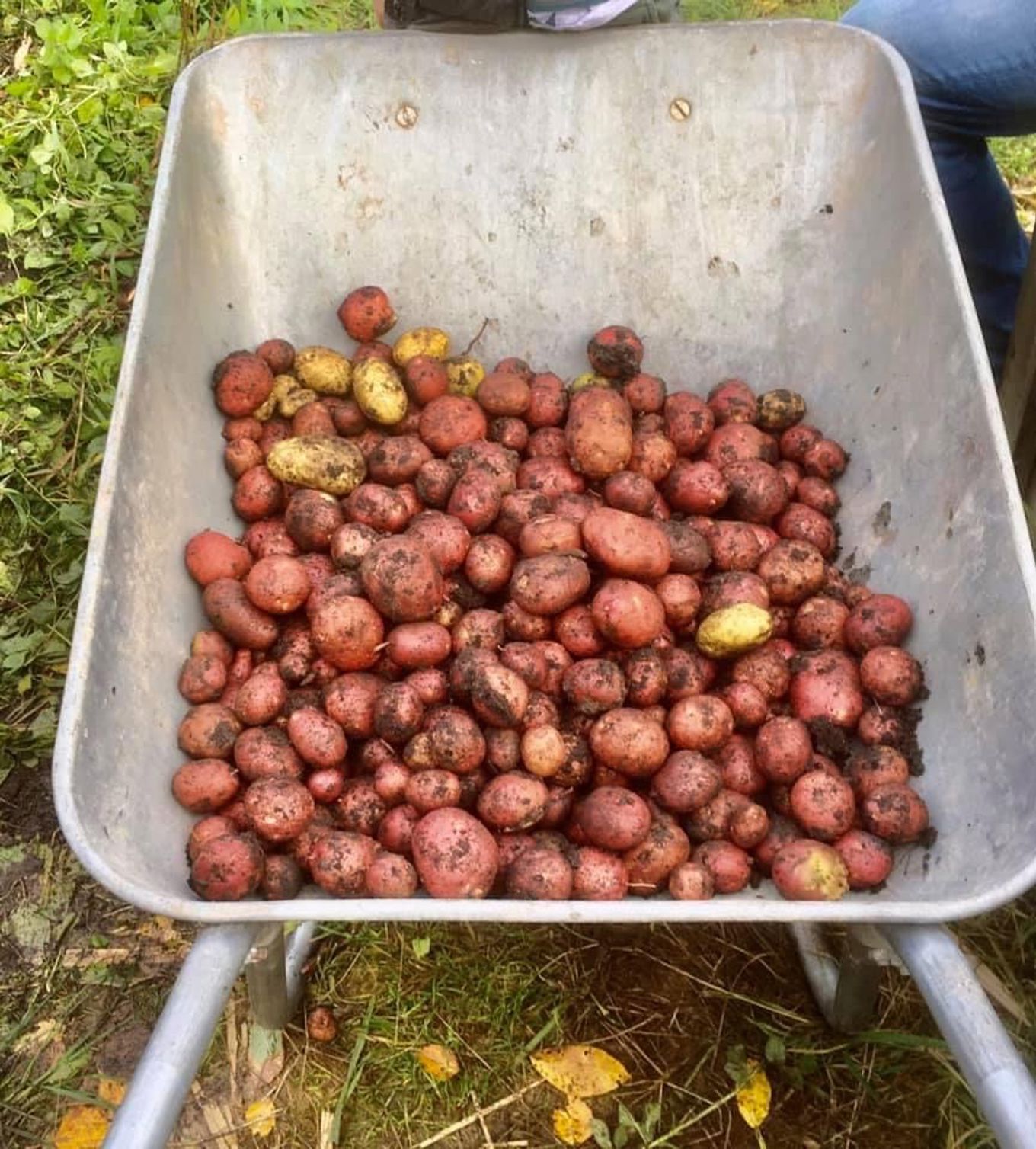 Foto: Natalija Protosevicha potetferie